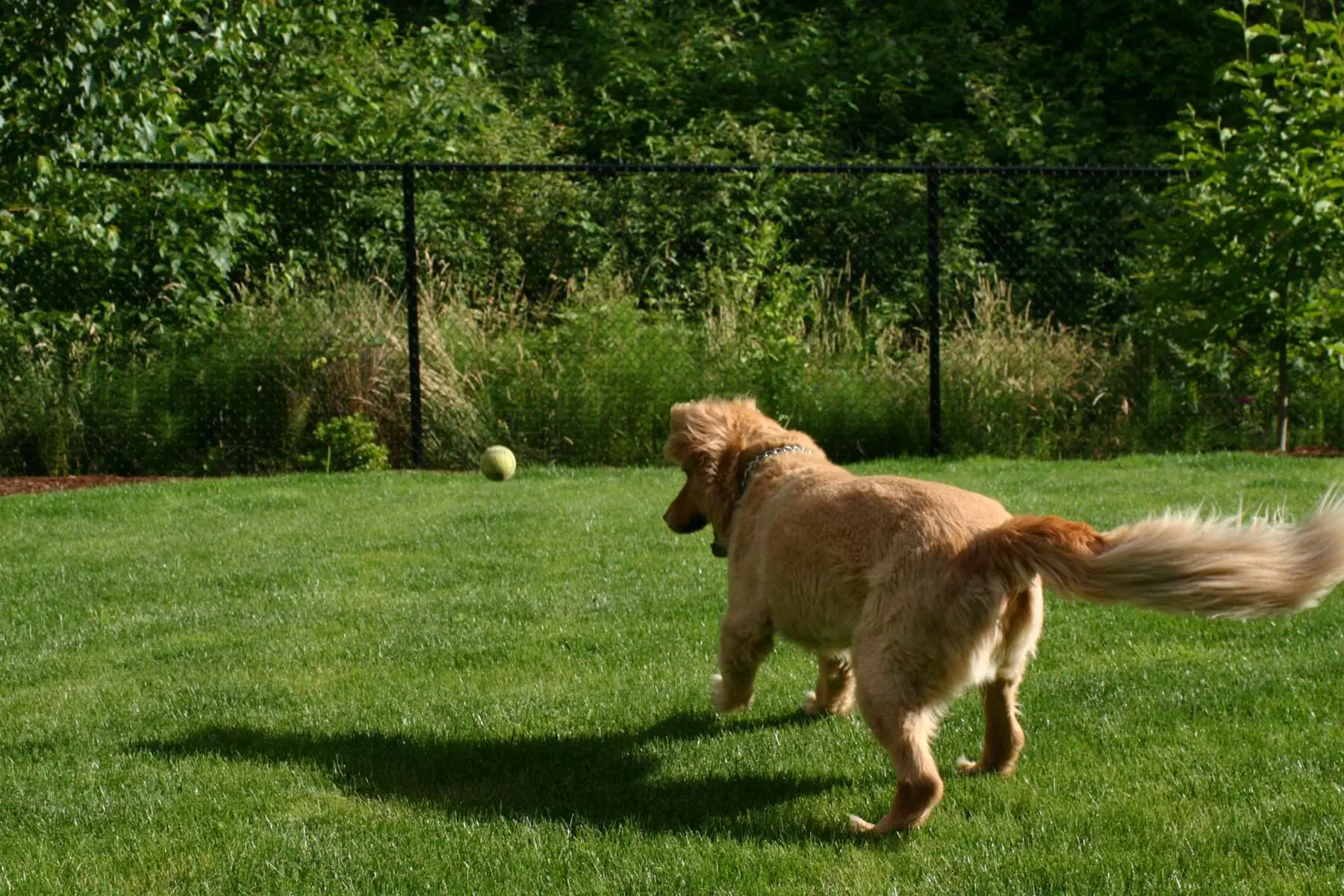 A dog chasing a ball in the grass.