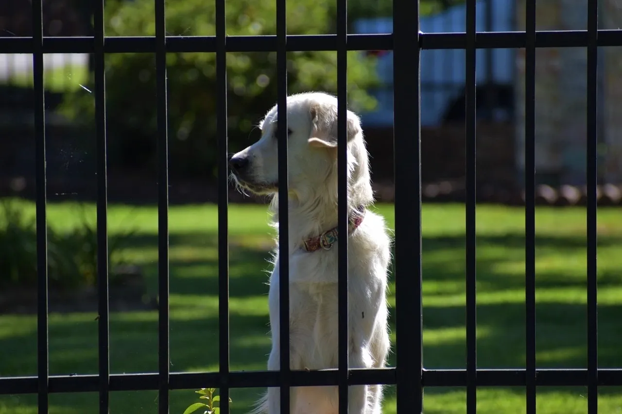 A dog standing in front of a fence.